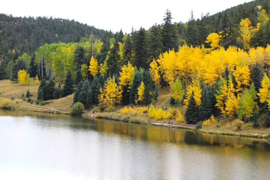 sanisabelforest stock